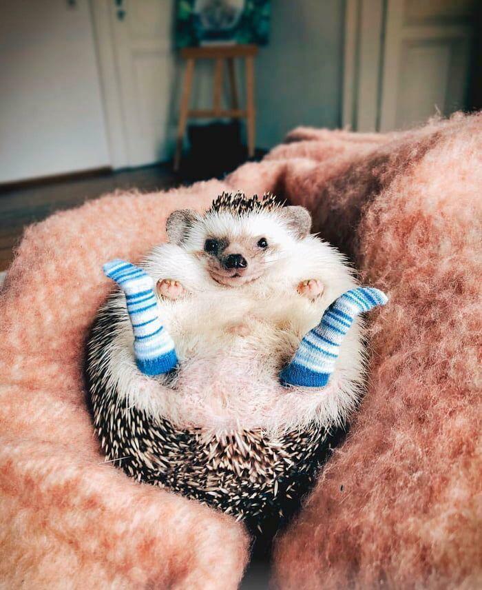 A cute hedgehog in blue and white striped socks, lying on its back on a pink blanket, one of the most wholesome pics.