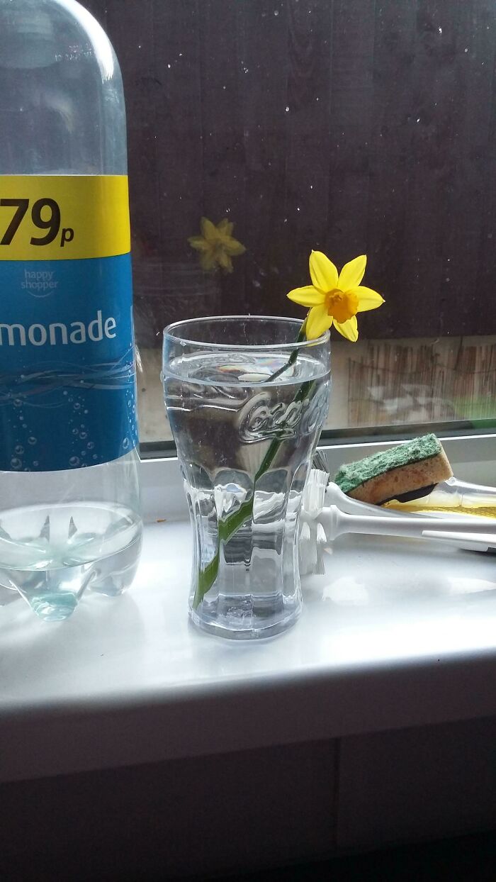 A wholesome pic of a daffodil in a glass next to a lemonade bottle, with reflections on the window.