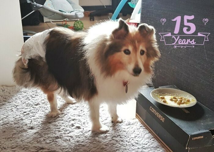 A wholesome pic of a Sheltie dog in a diaper, celebrating 15 years with a special meal, hitting harder than a Pixar movie.