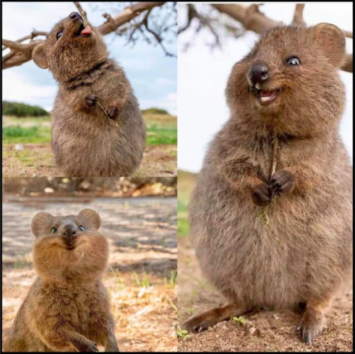 Three wholesome pics of quokkas making funny faces, one sticking its tongue out, another smiling, and one with puffed cheeks.