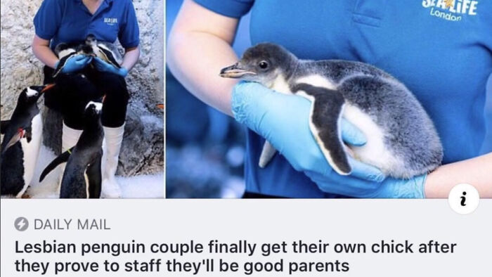 Wholesome pics show a penguin chick being held by a staff member and its lesbian penguin parents.