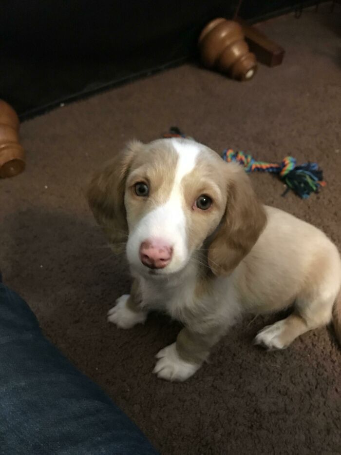 A cream and white dachshund puppy with a pink nose, looking up with big eyes, embodying wholesome pics.