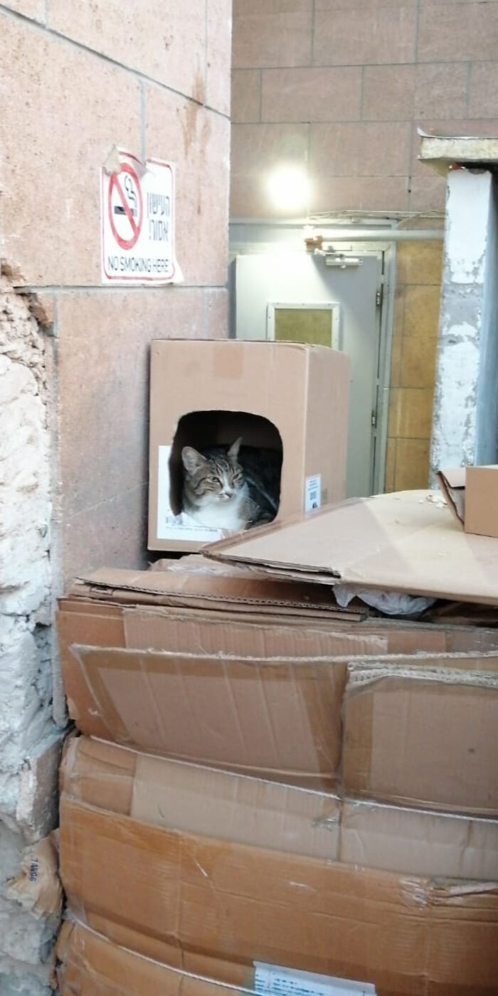 A wholesome pic of a tabby cat relaxing in a cardboard box surrounded by more boxes, next to a No Smoking sign.