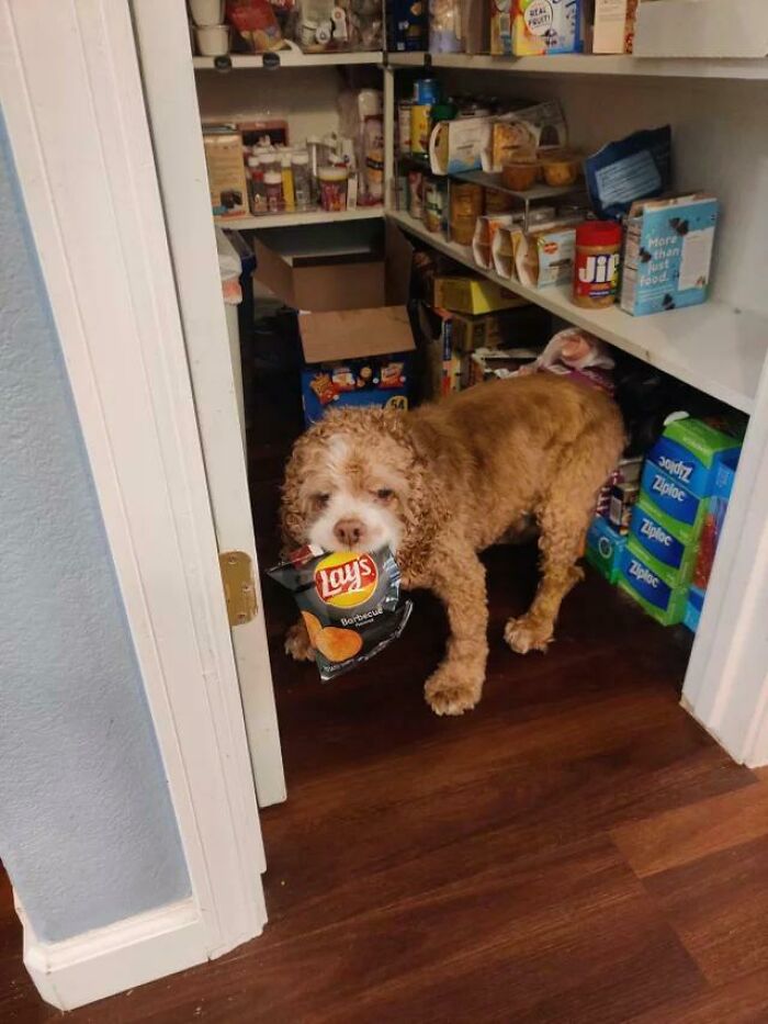 A wholesome pic of a mischievous brown dog with a bag of Lay's Barbecue chips in its mouth, exiting a pantry.