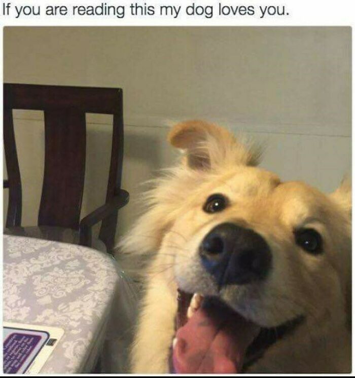 A wholesome golden retriever smiles excitedly with its tongue out, peeking over a table. The text reads: "If you are reading this my dog loves you."