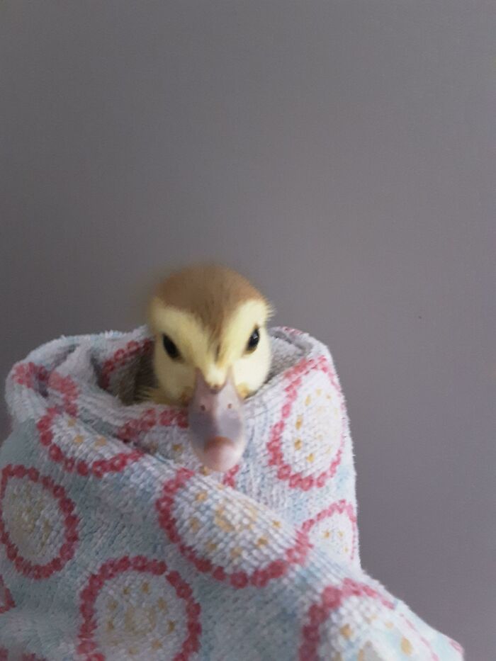 A baby duckling with a brown head and yellow face peeks out from a patterned towel. This is one of many wholesome pics.