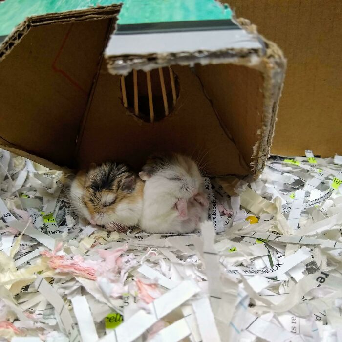 Two adorable dwarf hamsters, one brown-white and one white, sleeping soundly in a cardboard shelter on shredded paper. Wholesome pics.