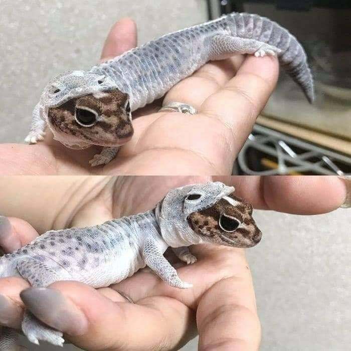 A small gecko sheds its skin, revealing its fresh brown and grey patterns. Wholesome pics of a gecko shedding.