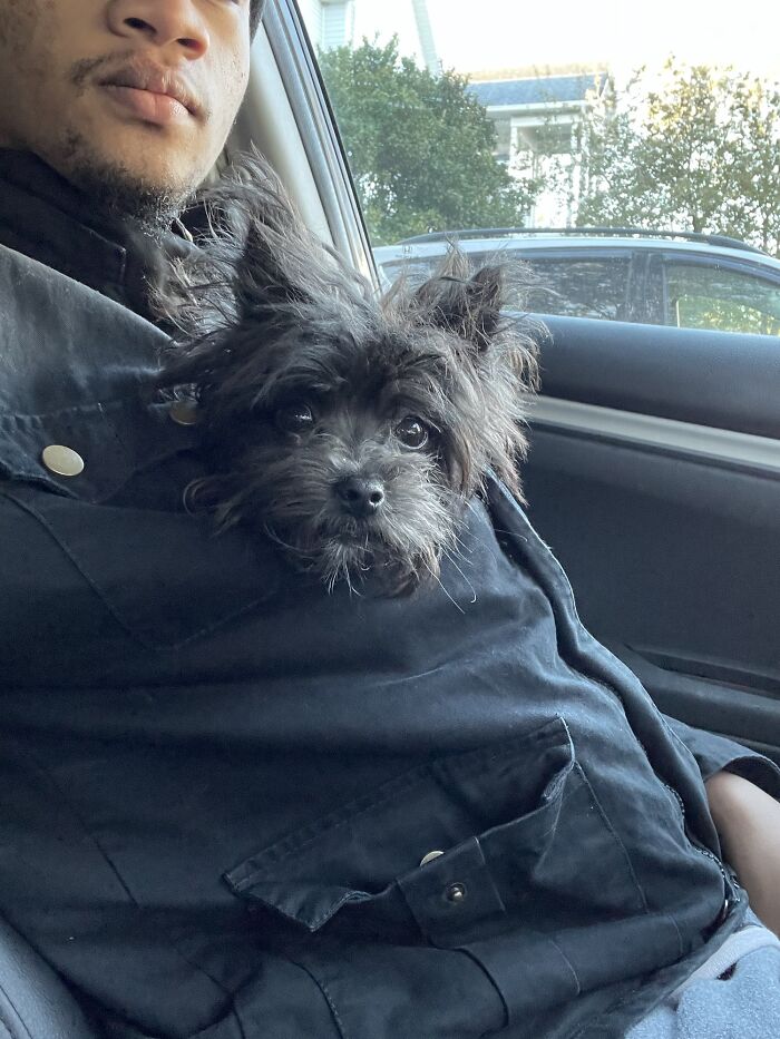 A fluffy black dog peeks out of a person's jacket, looking curious. Wholesome pics.