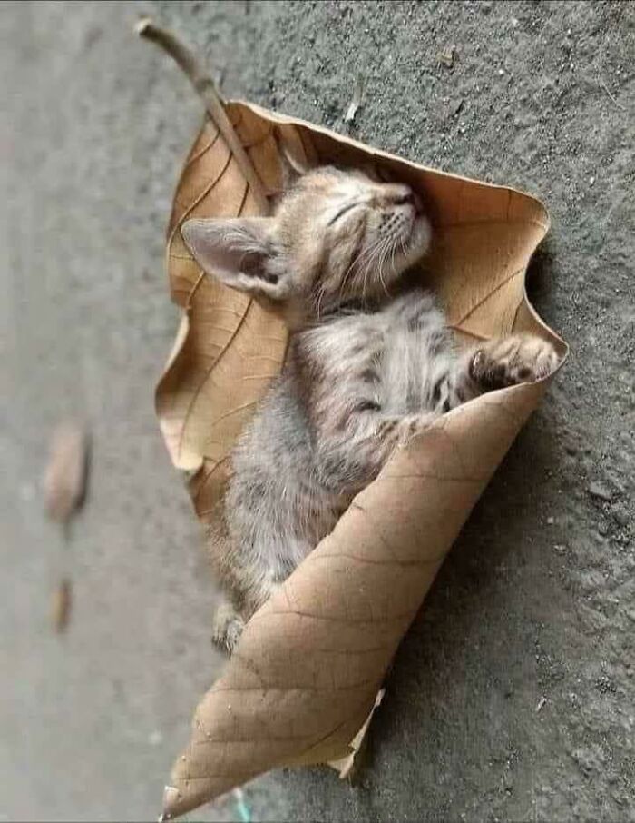 A tiny kitten peacefully sleeping curled up inside a large, dry brown leaf. This is one of the wholesome pics.