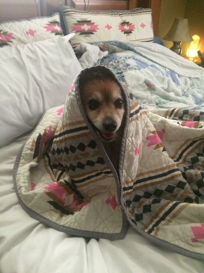 A small, wholesome dog with wide eyes peeks out from under a patterned blanket on a cozy bed.