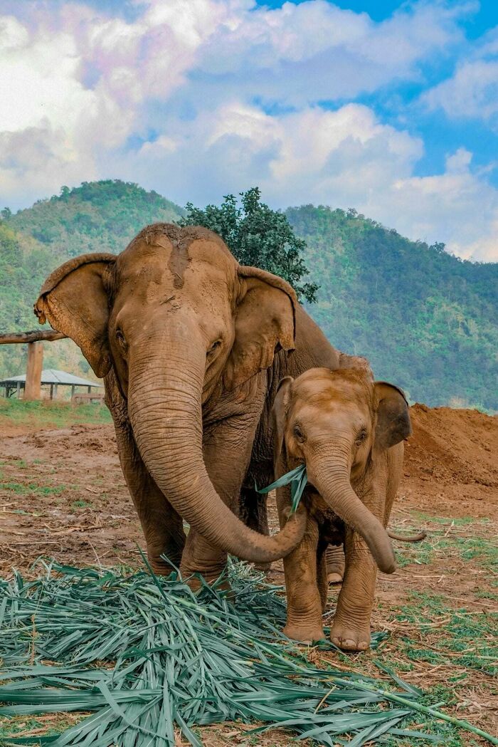 Wholesome pics of an adult elephant and a baby elephant eating grass with mountains and blue sky in the background.
