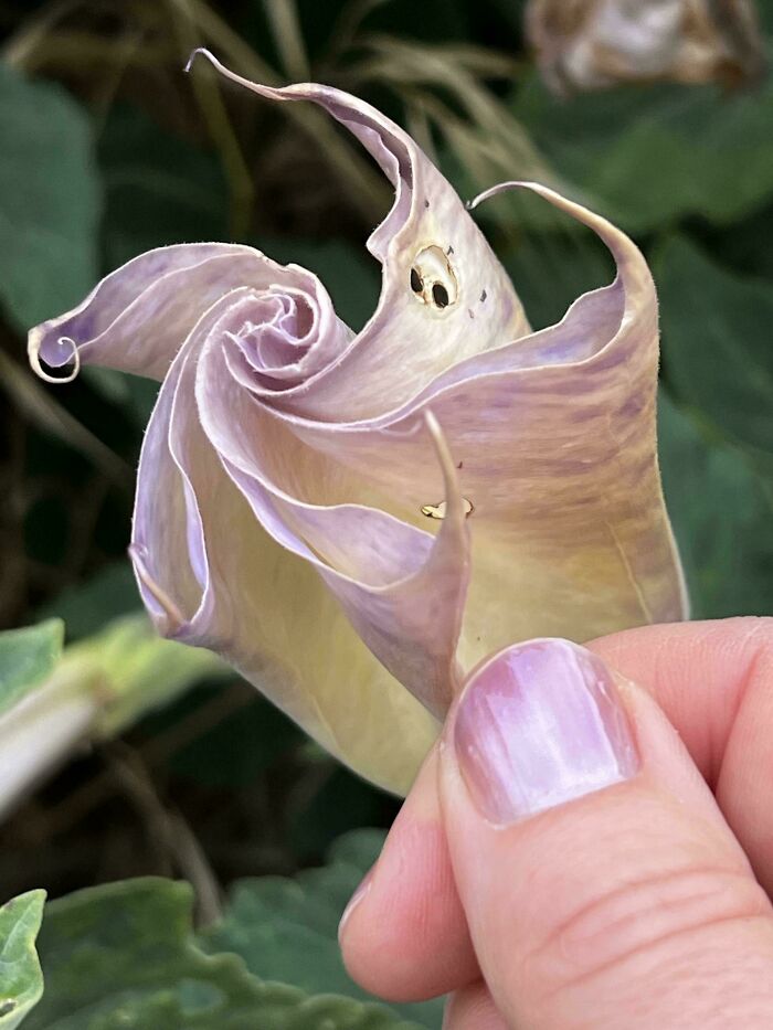 A finger with purple nail polish holds a wilting, spiraled flower. The nail color perfectly matches the flower's hue. Satisfying photo.