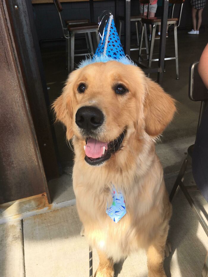 A happy golden retriever in a blue birthday hat and festive tie, offering wholesome pics that hit harder than a Pixar movie.
