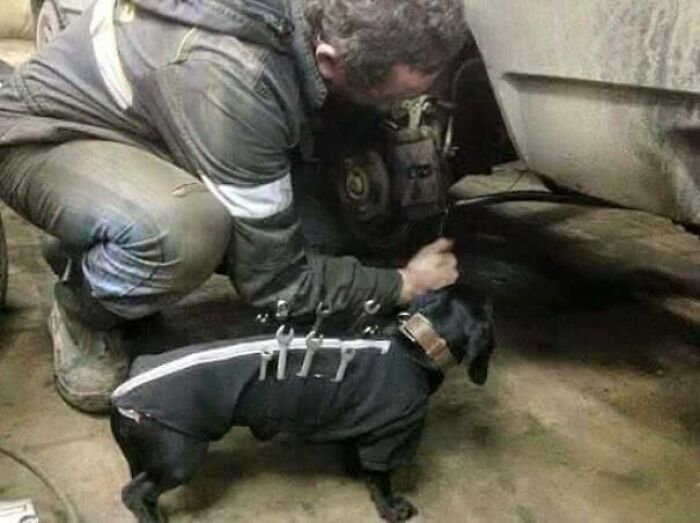 A wholesome pic of a man working on a car, using his dog, wearing a tool vest, to hold wrenches.