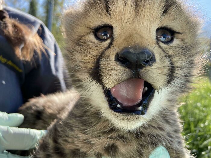Close-up of an adorable baby cheetah with its mouth open. This wholesome pic is sure to hit harder than a Pixar movie.