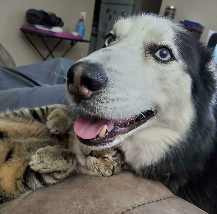 A happy Husky with its tongue out, cuddling with a sleepy tabby kitten. Wholesome pics of pets enjoying each other's company.