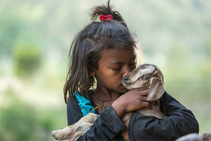 A young girl gently holds and kisses a baby goat. Wholesome pics showcasing innocent affection in nature.