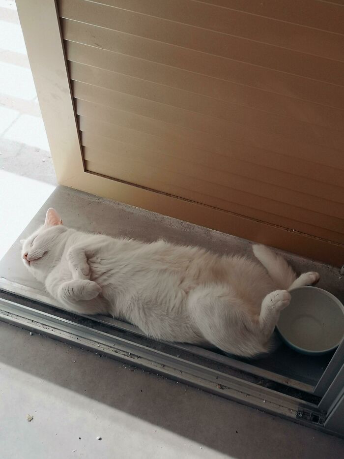 A wholesome pic of a white cat napping upside down with paws curled, by a sliding door and empty bowl.