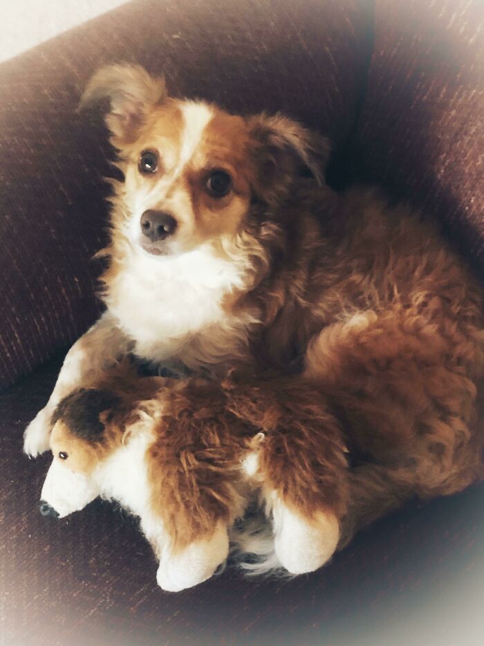 A cute brown and white dog sitting on a couch with a matching stuffed toy, perfect for wholesome pics.