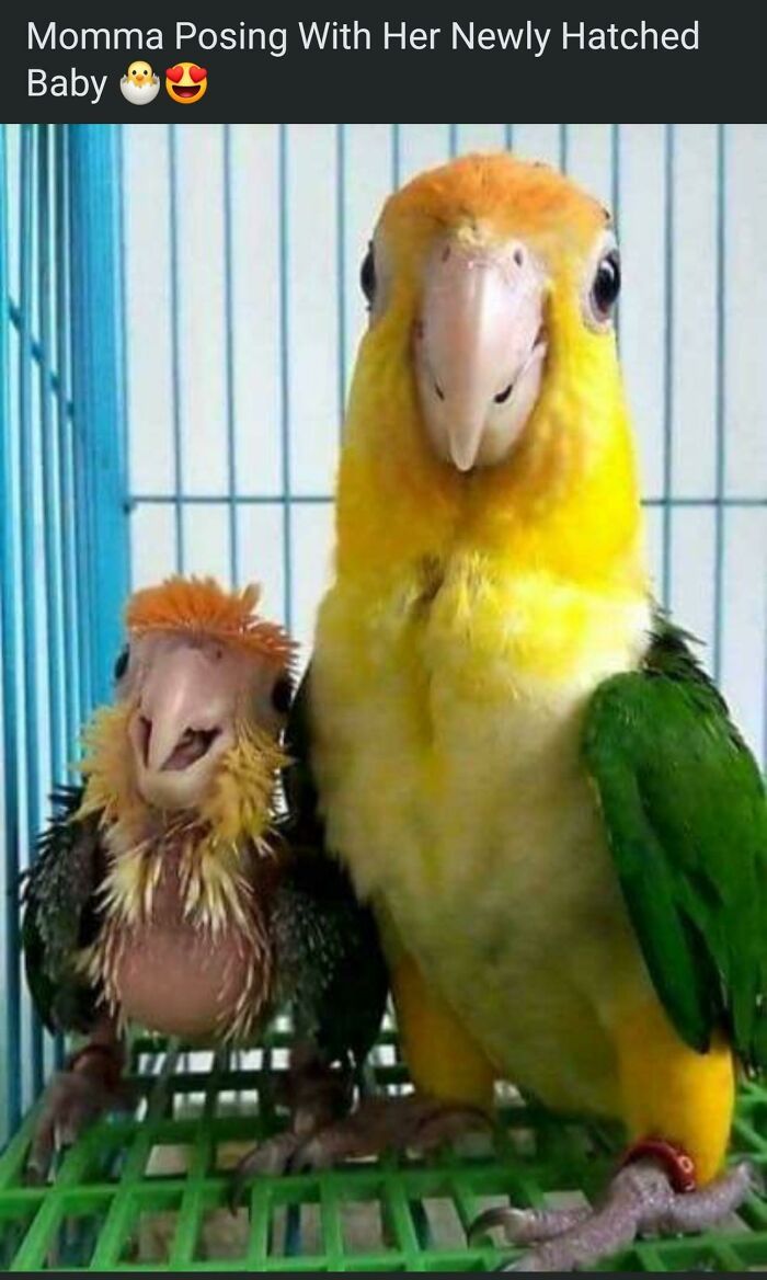 A proud mother parrot and her fluffy, newly hatched baby in a cage. Wholesome pics.