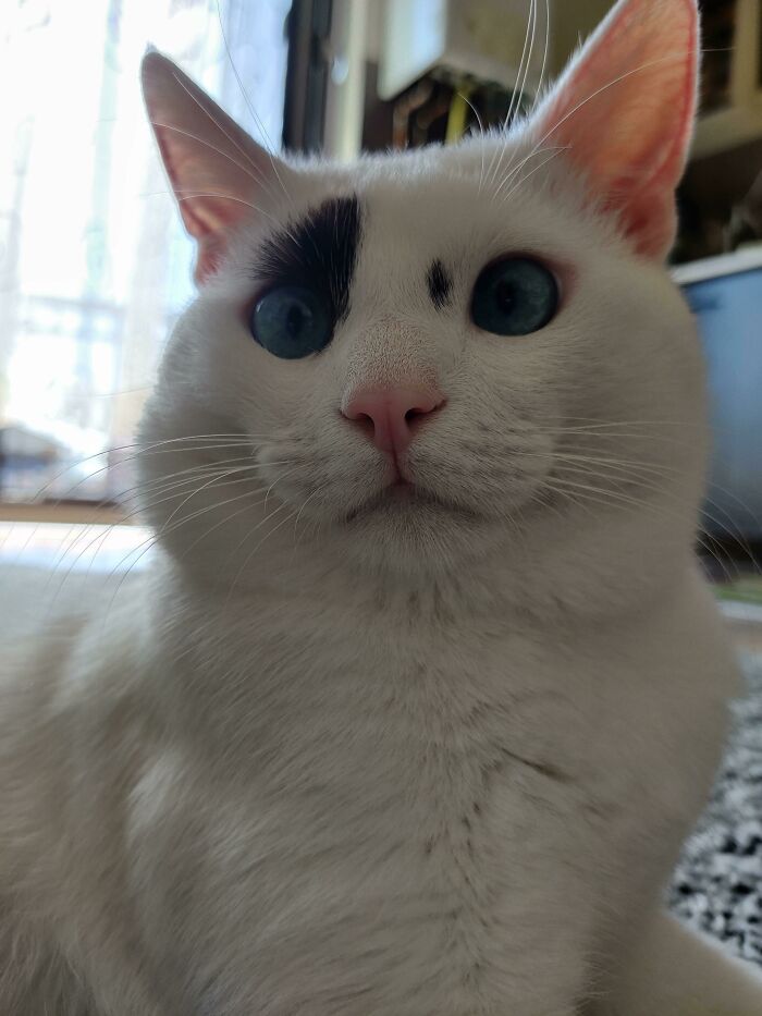 A close-up of a wholesome pic: a white cat with striking blue eyes, a pink nose, and a black spot.