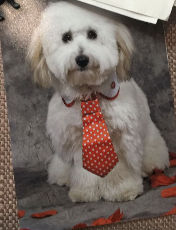 A fluffy white dog wearing a red polka-dotted tie and collar, looking straight at the camera. A wholesome pic.