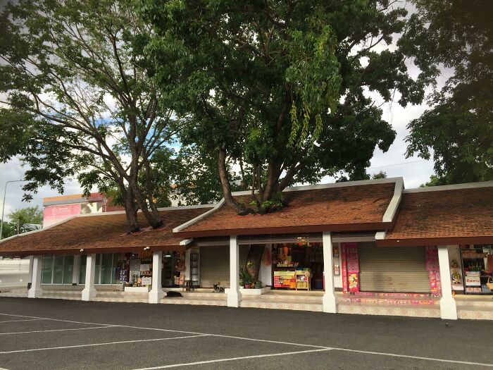 A building with trees growing through its roof, showcasing an interesting architectural feature. Wholesome pics.
