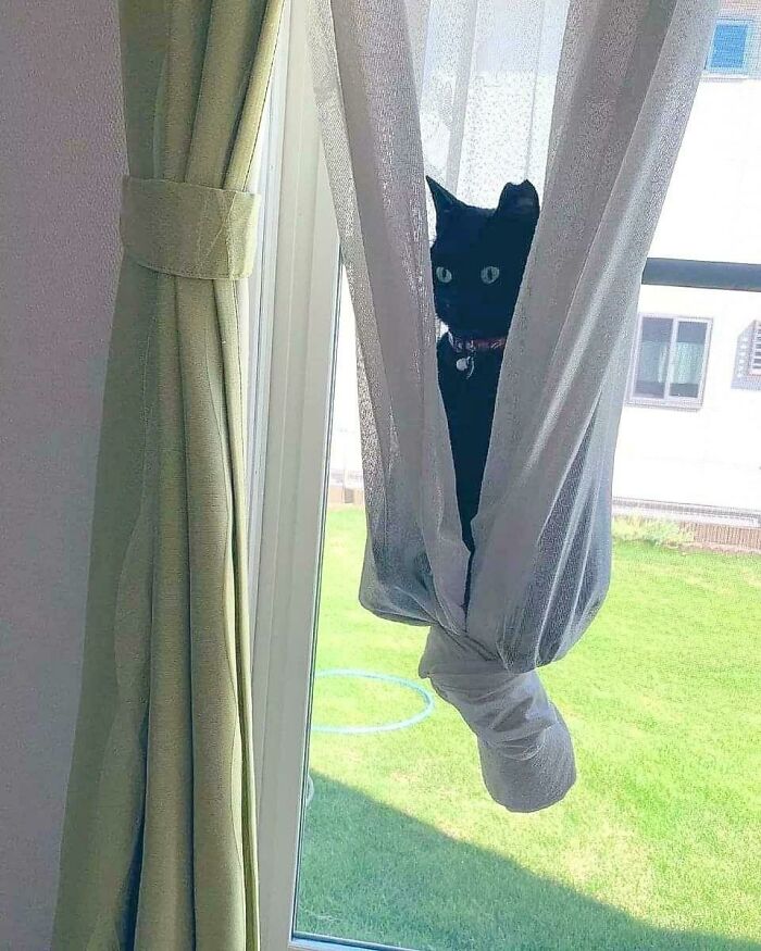 A black cat peeking out from behind a sheer white curtain, nestled in a hammock-like fold. A wholesome pic.