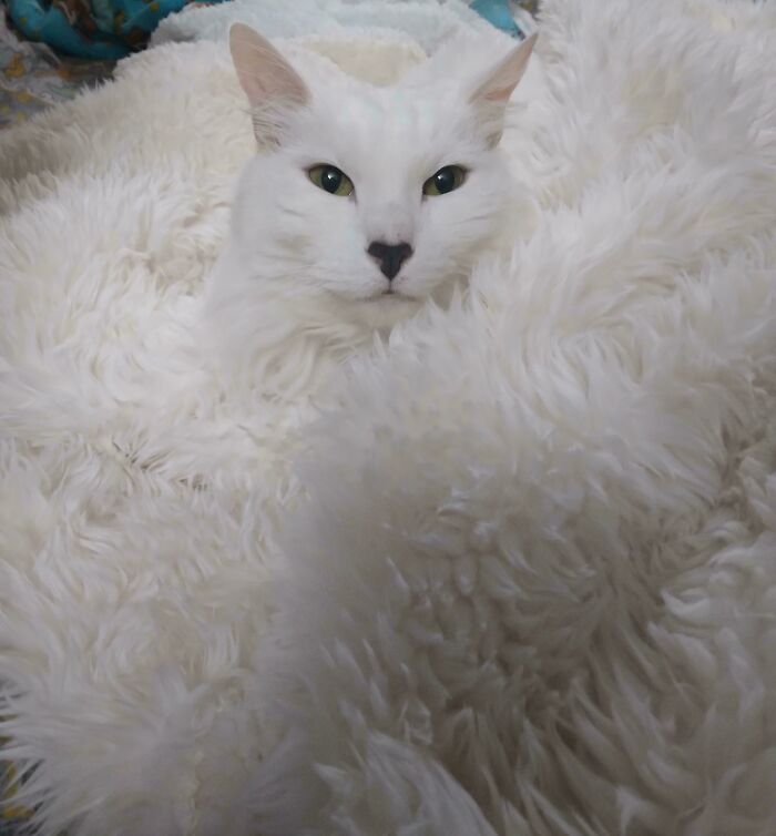 A white cat with green eyes nestled in a fluffy white blanket, an accidental color match that may lower cortisol levels.