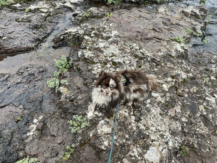 A fluffy brown and white dog on a rocky, moss-covered slope, an accidental color match that may lower your cortisol levels.