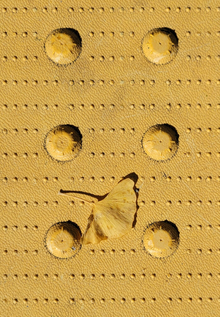 A ginkgo leaf perfectly matches a yellow bumpy textured surface with raised circular patterns, an accidental color match.