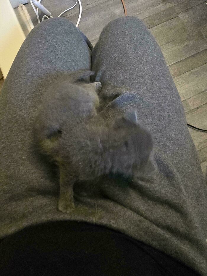 A fluffy gray kitten lays on gray sweatpants, an accidental color match that may lower your cortisol levels.