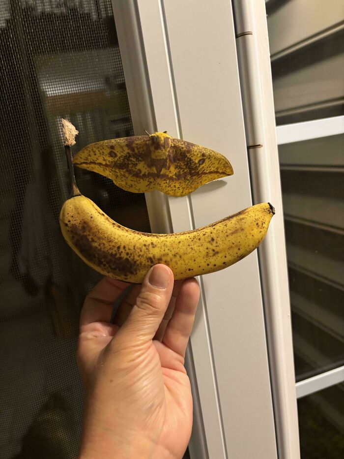 A hand holds a ripe banana next to a matching moth on a screen door. A satisfying color match lowering cortisol.