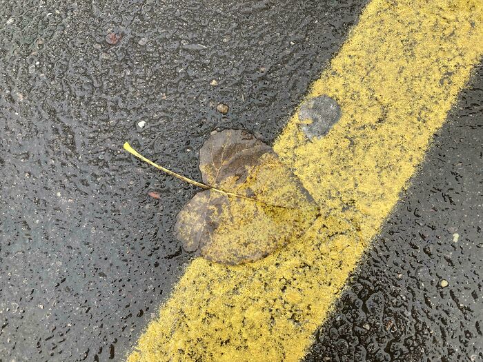 A yellow leaf on wet asphalt, perfectly aligned with a yellow painted line. An accidental color match lowering cortisol levels.