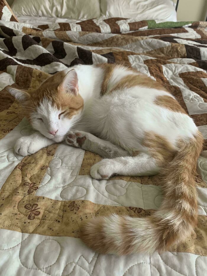 An orange and white cat sleeping on a brown and white patterned quilt, showing satisfying accidental color matches that may lower cortisol levels.