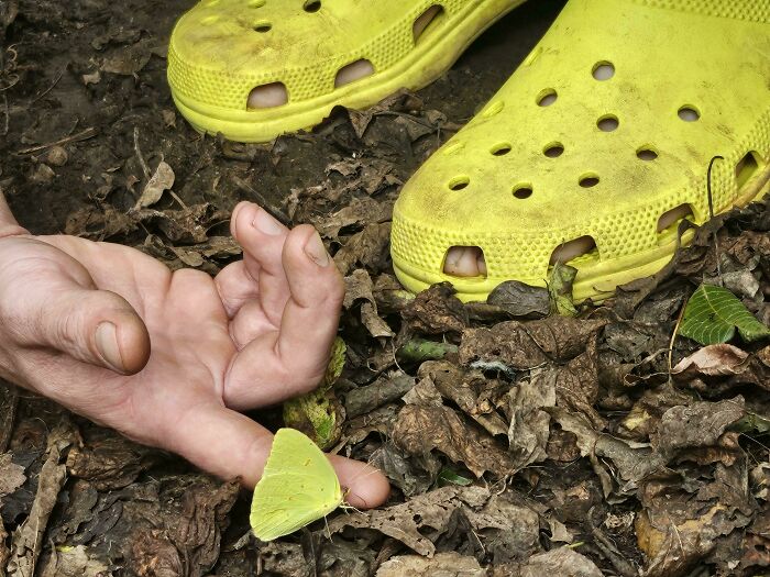 A vibrant yellow butterfly rests on a person's finger, next to bright yellow Crocs, a satisfying color match to lower cortisol levels.