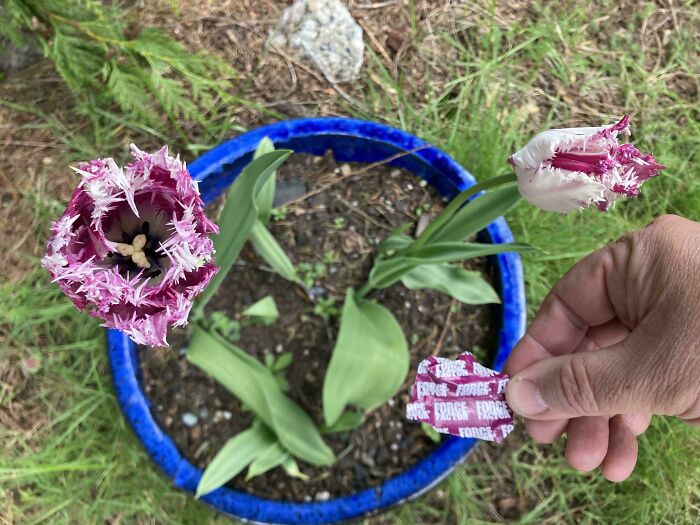 A hand holds a purple "Force" wrapper matching fringed purple tulips in a blue pot, a satisfying accidental color match.