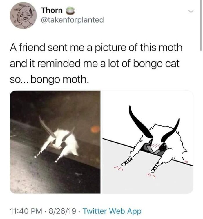 A fluffy white moth resembling a bongo cat. This wholesome pic is a humorous comparison, hitting hard with cuteness.
