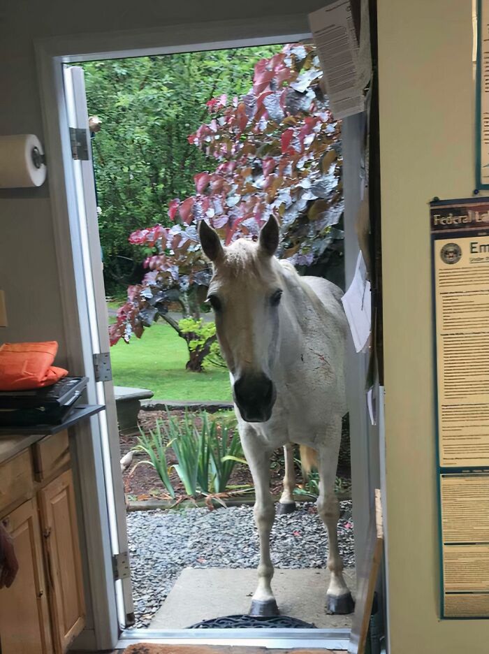A white horse stands at an open doorway, looking into a room, demonstrating an awesome sense of humor.