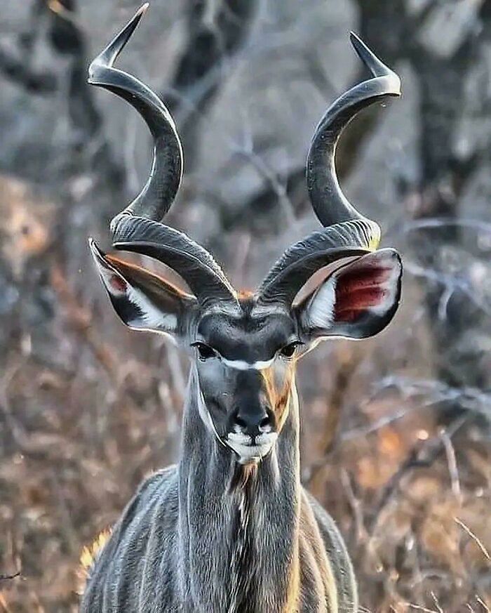 Uplifting posts: A close-up front view of a Kudu with large, spiraling horns in a natural setting.