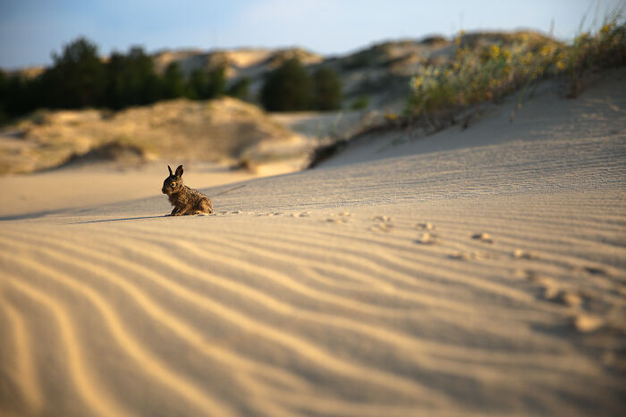 Rabbit on a sandy desert dune highlighting stunning views of wildlife habitat