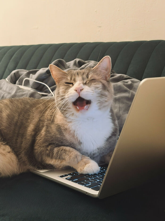 Hilarious cat meowing loudly while lying on a laptop keyboard