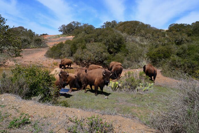 Herd of bison grazing in a grassy hilly landscape