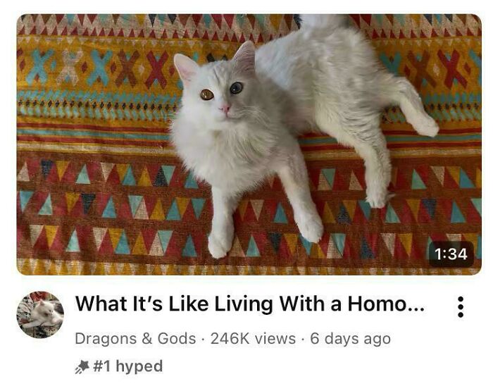 A white cat with heterochromia lying on a colorful patterned blanket. A YouTube video with a prematurely truncated title.