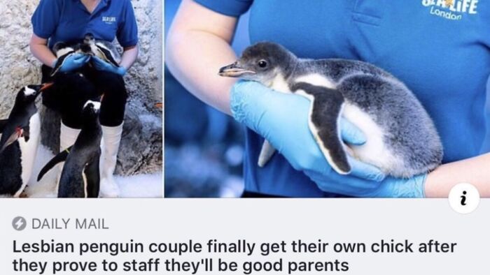Wholesome pics show a penguin chick being held by a staff member and its lesbian penguin parents.