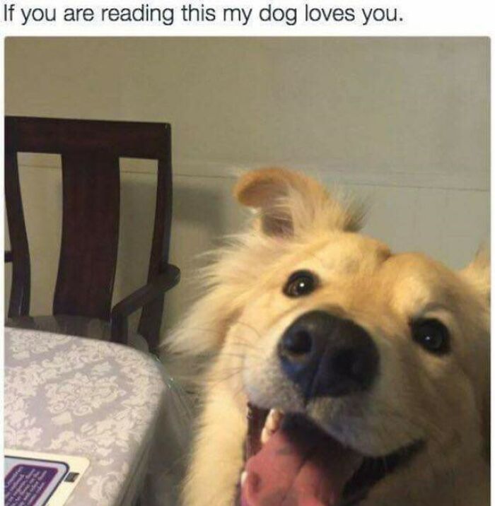 A wholesome golden retriever smiles excitedly with its tongue out, peeking over a table. The text reads: "If you are reading this my dog loves you."