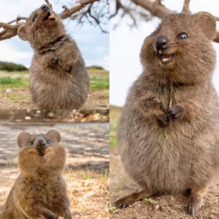 Three wholesome pics of quokkas making funny faces, one sticking its tongue out, another smiling, and one with puffed cheeks.