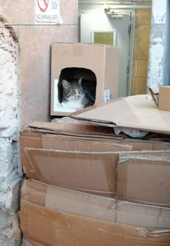 A wholesome pic of a tabby cat relaxing in a cardboard box surrounded by more boxes, next to a No Smoking sign.