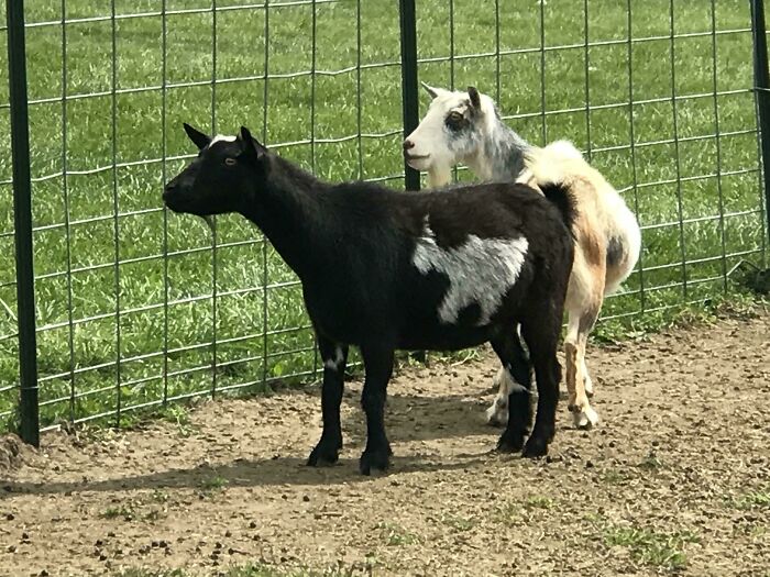 Goat with fur pattern resembling an animal silhouette on body